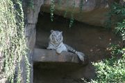 IMG_1154.JPG