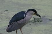 IMG_8927.JPG